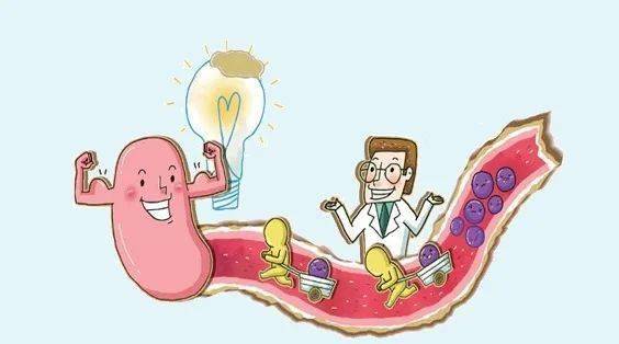 人体最大免疫器官竟是它_人体最大免疫器官竟是它